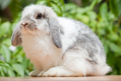 grey and white rabbit.jpg